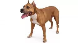 Staffordshire Terrier Dog Standing Low-poly  3D model