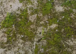 Stone Moss Texture