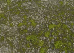 Stone Moss Texture