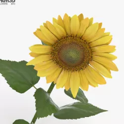 Sunflower 3D model
