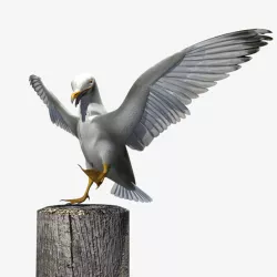 Thayers Herring Gull -rigged - animated 3D model