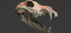 Wolf Skull Low-poly  3D model