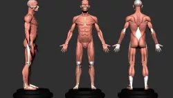 anatomy for sculptor 3D print model
