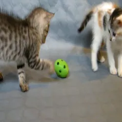 cat ball 3D print model