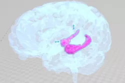 Hippocampus of Brain 3D print model