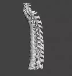 human backbone or spine 3D print model