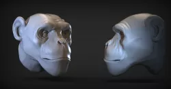 Monkey head  3D print model