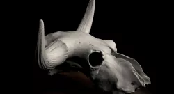 Real bizon skull scan for print  3D print model