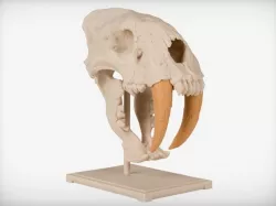 Saber-Toothed Cat Skull