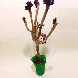 Eckerput Vase