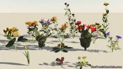 Flowers