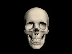 Human Skull