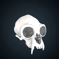 Nomascus leucogenys: Cranium