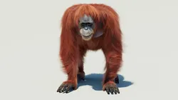 Orangutan Fur