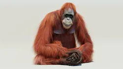 Orangutan Rigged Fur