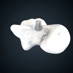 Pan troglodytes troglodytes: Talus Left