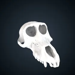 Papio anubis: Cranium
