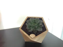 penta self watering pot