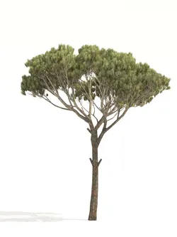 Pine tree 3D Model $25 - .unknown .max .fbx .obj