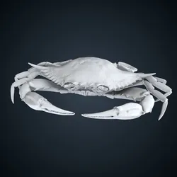 Polyodontes texanus: Middle