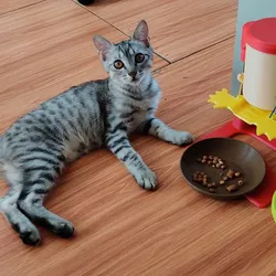 Poor man's Cat Food Dispenser