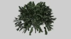 Realistic Tree 02