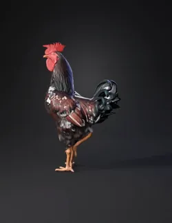 rooster with colorful plumage on concrete ground