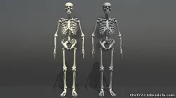 Skeleton