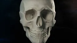 Skull 3D Model $5 - .max .ma .obj .fbx .ztl