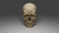 Skull 3D Model $5 - .obj .fbx .unknown .blend