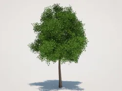 Tree 3D Model $6 - .max .3ds .obj