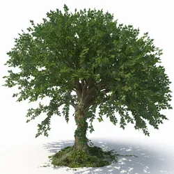 Tree 3D Model $7 - .fbx .ma .obj .max