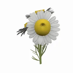 Detailed 3D Chamomile Flower Cluster Model with Medicinal Botanical Properties