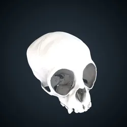 Nomascus leucogenys: Cranium