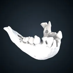 Nomascus leucogenys: Mandible