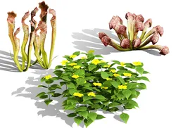 North American species set