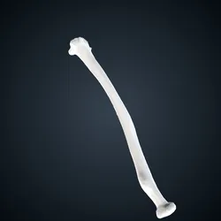 Pan troglodytes troglodytes: Radius Left