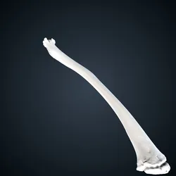 Pan troglodytes troglodytes: Radius Right