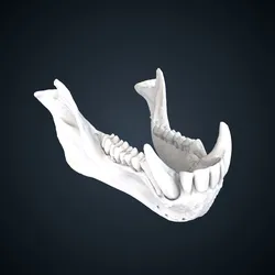 Papio anubis: Mandible