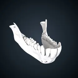 Papio hamadryas: Mandible