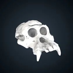 Pongo abelii: cranium