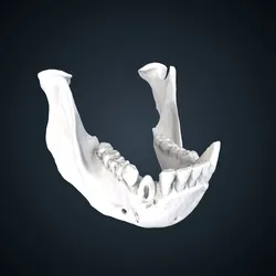 Pongo pygmaeus: mandible