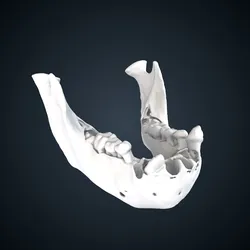 Pongo pygmaeus: mandible