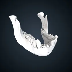 Pongo pygmaeus: mandible