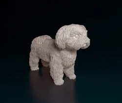 Shih Tzu dog