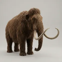 Wolly Mammoth