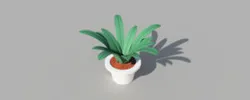 Bird's nest fern plant