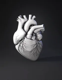 I want to create an anatomically correct heart in a schematic style l