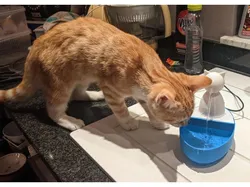Cat fountain