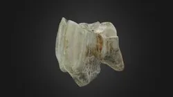 Fossil molar of a rhinoceros